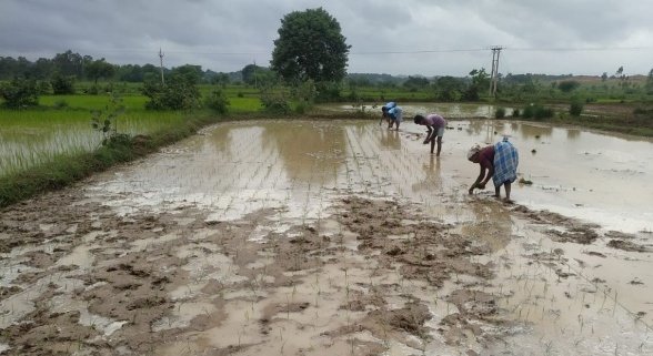 खगपति ने बदला खेती का तरीका पारंपरिक कृषि छोड़ नई तकनीक अपनाकर दोगुनी की अपनी आय